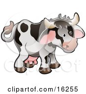 Poster, Art Print Of Adorable White Dairy Farm Cow With Black Spots And Pink Udders