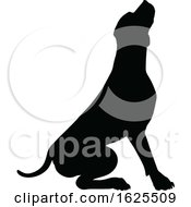 Silhouetted Dog