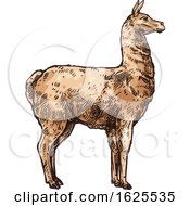 Poster, Art Print Of Llama