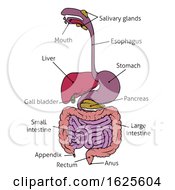 Human Gastrointestinal System Gut Digestive Tract by AtStockIllustration