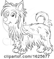 Poster, Art Print Of Black And White Australian Silky Terrier Dog