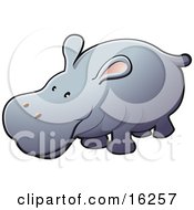 Poster, Art Print Of Adorable Gray Hippo With Pink Ears