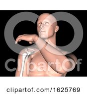 Poster, Art Print Of 3d Male Medical Figure With Shoulder Bone Highlighted