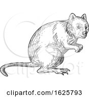 Quokka Drawing Black And White