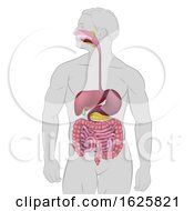 Poster, Art Print Of Gastrointestinal Human Digestive System