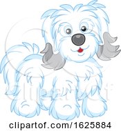 Cute Bichon Havanese Dog