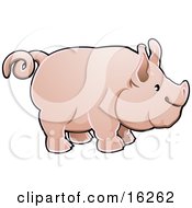 Adorable Big Pink Pig With A Curly Tail In Profile