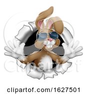 Easter Bunny Rabbit In Shades Breaking Background