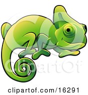 Happy Green Chameleon Lizard With A Curled Tail Clipart Illustration Image
