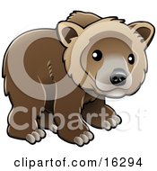 Kodiak Bear Ursus Arctos Middendorffi Brown Bear Ursus Arctos Or Grizzly Bear Ursus Arctos Horribilis Cub Looking Outwards