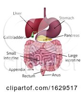 Poster, Art Print Of Gastrointestinal Digestive System And Labels