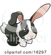 Black And White Dutch Bunny Rabbit With Pink Ears