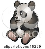 Happy Giant Panda Bear Ailuropoda Melanoleuca Sitting On Its Hind Legs In A Zoo