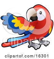 Red Yellow And Blue Scarlet Macaw Parrot Bird Ara Macao With A White Circle Around Its Eye