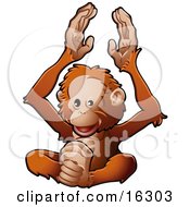 Happy Orangutan Monkey Clapping His Hands And Feet