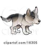 Poster, Art Print Of Timber Wolf In Profile