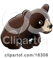 American Black Bear Cub Ursus Americanus Sitting Over A White Background