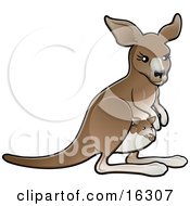 Poster, Art Print Of Brown Mother Kangaroo With A Little Baby Joey In Her Pouch