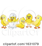Yellow Chicks