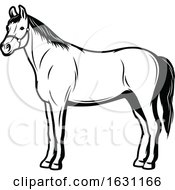 Poster, Art Print Of Black And White Horse