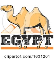 Camel And Egyptian Pyramids