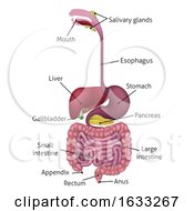 Human Gastrointestinal Digestive System And Labels by AtStockIllustration