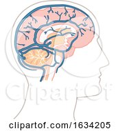 Poster, Art Print Of Human Brain