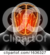 Poster, Art Print Of 3d Medical Image Showing Male Figure With Brain Highlighted