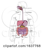 Poster, Art Print Of Human Digestive Gastrointestinal Tract Diagram