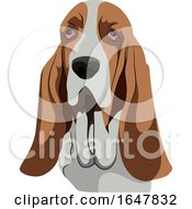 Poster, Art Print Of Basset Hound Dog Face