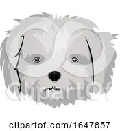 Poster, Art Print Of Maltese Dog Face