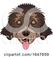 Poster, Art Print Of Newfoundland Dog Face