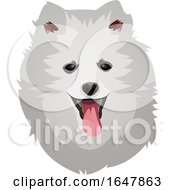 Poster, Art Print Of Pomeranian Dog Face
