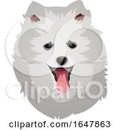 Pomeranian Dog Face