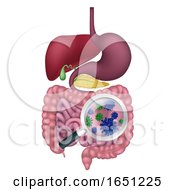 Poster, Art Print Of Gut Bacteria Digestive System Probiotic Flora