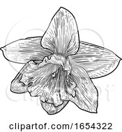 Daffodil Flower In Woodcut Etching Style