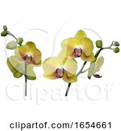 Yellow Orchid Flowers