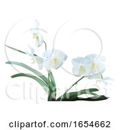 Poster, Art Print Of White Orchid Flowers