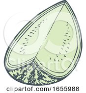 Sketched Green Watermelon by Any Vector