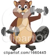 Poster, Art Print Of Beaver With Weights