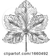 Grape Leaf Design Element Woodcut Engraving Style by AtStockIllustration