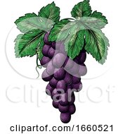 Bunch Of Grapes On Vine With Leaves