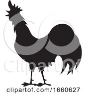 Silhouetted Rooster