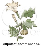 Poster, Art Print Of Datura Stramonium Jimson Weed Plant