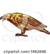 Poster, Art Print Of Golden Eagle