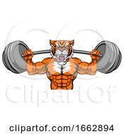 Poster, Art Print Of Tiger Mascot Weight Lifting Barbell Body Builder