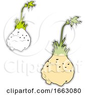 Poster, Art Print Of Fresh Celeriac