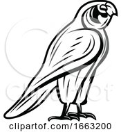Poster, Art Print Of Black And White Egyptian Falcon