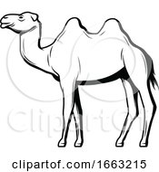 Poster, Art Print Of Black And White Egyptian Camel