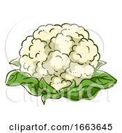Cauliflower Superfood Illustration